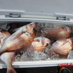 大進丸(新潟) 釣果