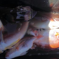 遊漁船 新鋭丸 釣果