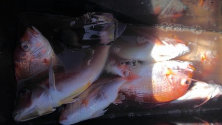 遊漁船 新鋭丸 釣果
