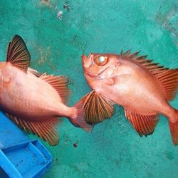 第二むつ漁丸 釣果