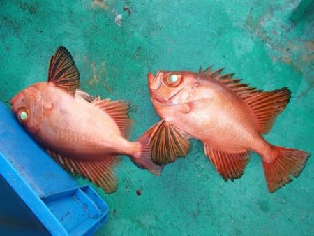 第二むつ漁丸 釣果