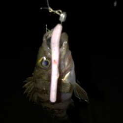 二見メバリング6