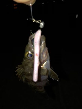 二見メバリング6