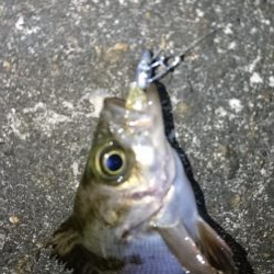 今夜は姫路でメバル