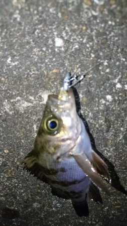 今夜は姫路でメバル