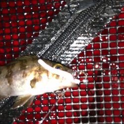 二見メバリング6