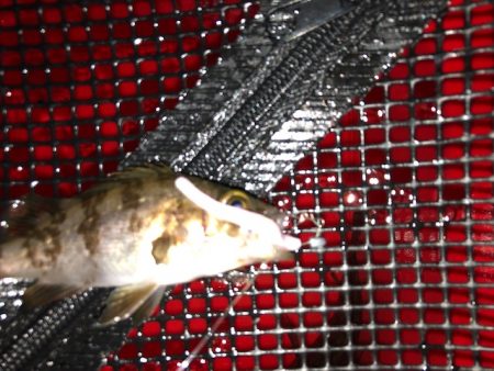 二見メバリング6