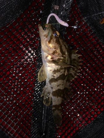 二見メバリング6