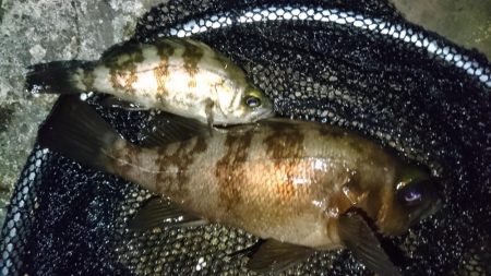 今夜は姫路でメバル