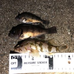 二見メバリング6