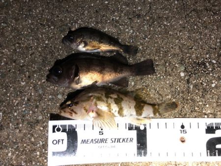 二見メバリング6