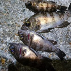 意外と潮が動かず大苦戦！！