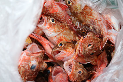 松本釣船２ 釣果