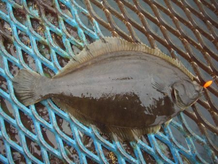 オリジナルメーカー海づり公園(市原市海づり…