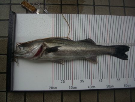 オリジナルメーカー海づり公園(市原市海づり施設) 釣果