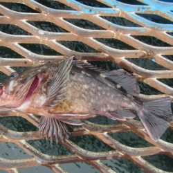 オリジナルメーカー海づり公園(市原市海づり施設) 釣果
