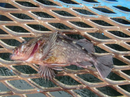 オリジナルメーカー海づり公園(市原市海づり…