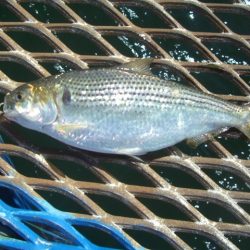 オリジナルメーカー海づり公園(市原市海づり施設) 釣果