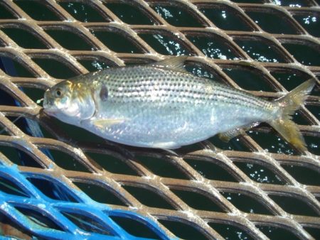 オリジナルメーカー海づり公園(市原市海づり施設) 釣果