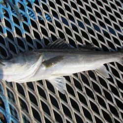 オリジナルメーカー海づり公園(市原市海づり施設) 釣果