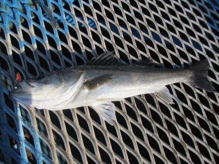 オリジナルメーカー海づり公園(市原市海づり施設) 釣果