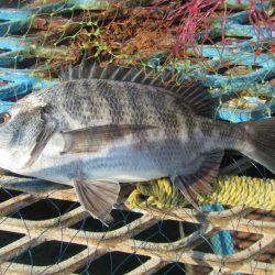 オリジナルメーカー海づり公園(市原市海づり施設) 釣果