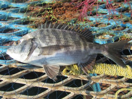オリジナルメーカー海づり公園(市原市海づり施設) 釣果