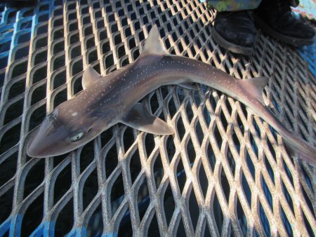 オリジナルメーカー海づり公園(市原市海づり施設) 釣果