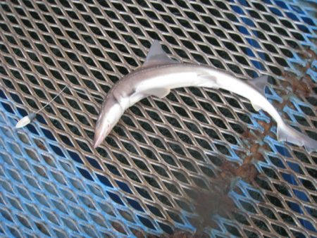 オリジナルメーカー海づり公園(市原市海づり施設) 釣果