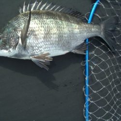 オリジナルメーカー海づり公園(市原市海づり施設) 釣果