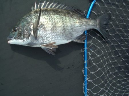 オリジナルメーカー海づり公園(市原市海づり施設) 釣果