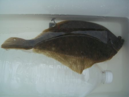 オリジナルメーカー海づり公園(市原市海づり施設) 釣果