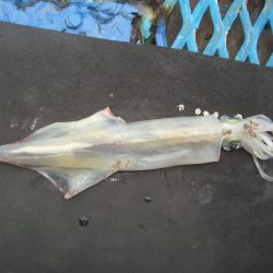 オリジナルメーカー海づり公園(市原市海づり施設) 釣果