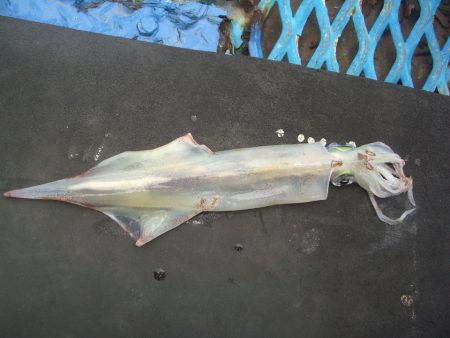 オリジナルメーカー海づり公園(市原市海づり施設) 釣果