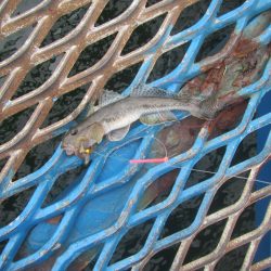 オリジナルメーカー海づり公園(市原市海づり施設) 釣果