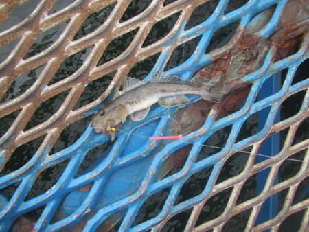 オリジナルメーカー海づり公園(市原市海づり施設) 釣果