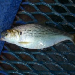 オリジナルメーカー海づり公園(市原市海づり施設) 釣果
