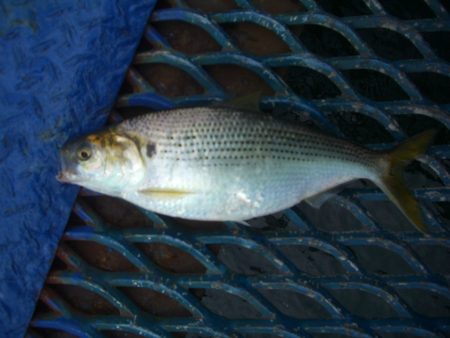 オリジナルメーカー海づり公園(市原市海づり施設) 釣果