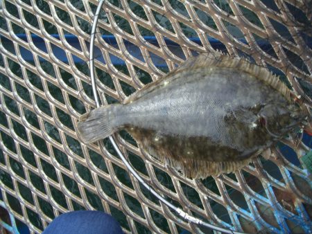 オリジナルメーカー海づり公園(市原市海づり施設) 釣果