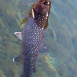 小菅トラウトガーデン 釣果