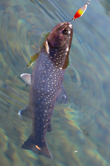 小菅トラウトガーデン 釣果