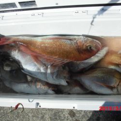 大進丸(新潟) 釣果