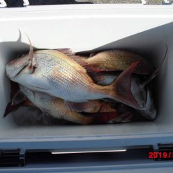 大進丸（新潟） 釣果