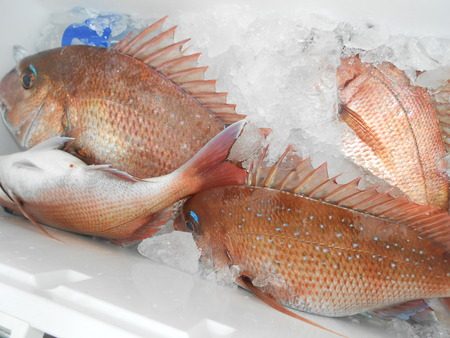 こうゆう丸 釣果