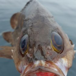 海峰 釣果