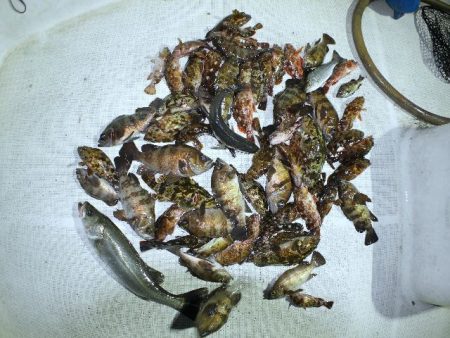 TOPGUN名古屋 釣果