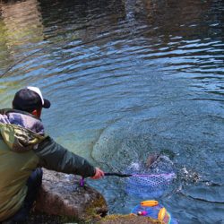 小菅トラウトガーデン 釣果