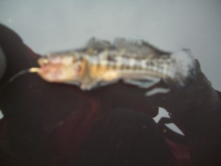 オリジナルメーカー海づり公園(市原市海づり施設) 釣果