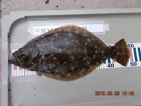 姫路市立遊魚センター 釣果