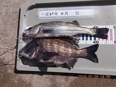 姫路市立遊魚センター 釣果